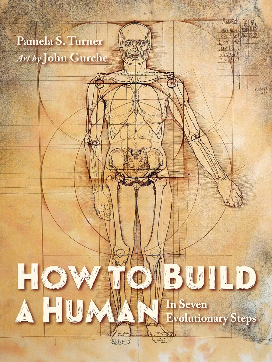 Cover of How to Build a Human: In Seven Evolutionary Steps