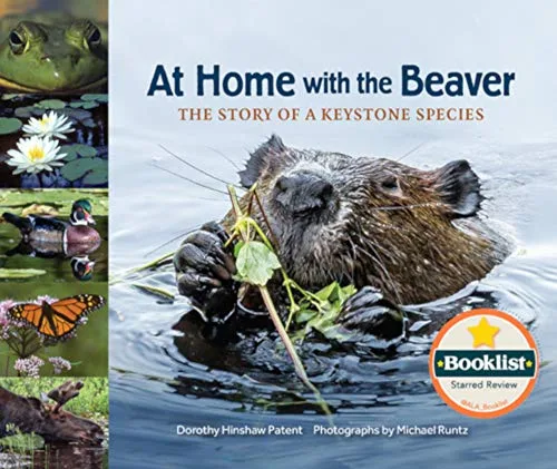 Cover of At Home with the Beaver: The Story of a Keystone Species