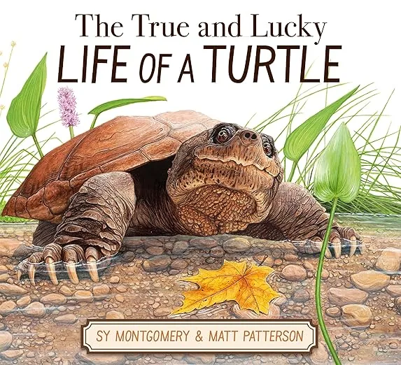 Cover of The True and Lucky Life of a Turtle